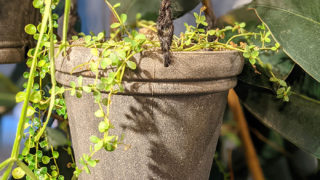 ペペロミア ジェイド 園芸ノート